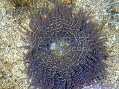 Heteractis aurora M