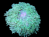 Heteractis malu M Green