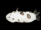 Jorunna funebris 5-7 cm