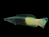 Labroides bicolor M