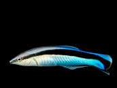 Labroides dimidiatus 6-8 cm