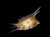 Lactoria cornuta 4-6 cm