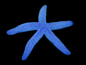 Linckia laevigata M