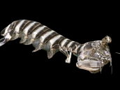 Lysiosquillina maculata 15-25 cm