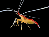 Lysmata amboinensis 2-3 cm