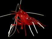 Lysmata debelius L