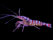 Lysmata kuekenthali 3-4 cm