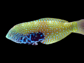 Macropharyngodon bipartitus 4-6cm