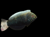 Macropharyngodon negrosensis 4-6 cm