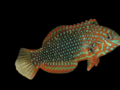 Macropharyngodon ornatus 3-5 cm