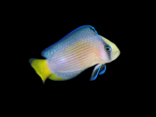 Manonichthys splendens 4-5 cm