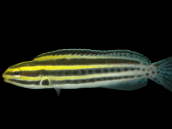 Meiacanthus grammistes M