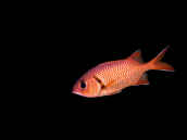 Myripristis murdjan 6-10 cm