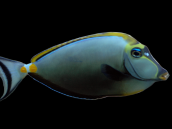 Naso elegans Adulte 12-15 cm
