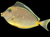 Naso lituratus Juvenile 8-10 cm