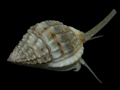 Nassarius spp. 2-3 cm