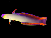Nemateleotris decora 4-5 cm