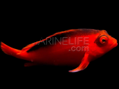 Neocirrhites armatus 4-6cm