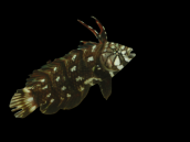 Novaculichthys taeniourus 5-8 cm