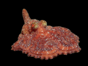 Octopus cyanea 10-20 cm