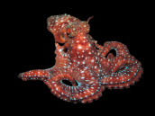 Octopus macropus 10-15 cm Red