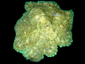 Octopus spp. 10-15 cm