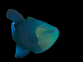 Odonus niger 18-25 cm