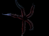 Ophiocoma sp 8-10 cm