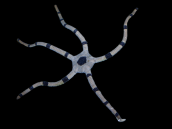 Ophiolepis superba 6-8cm - Lot de 2