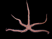 Ophiomastix annulosa M