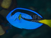 Paracanthurus hepatus 3-5cm