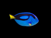 Paracanthurus hepatus 5-8cm