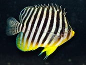 Paracentropyge multifasciata M