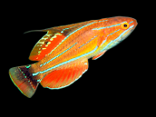 Paracheilinus carpenteri 4-5 cm