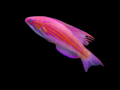 Paracheilinus cyaneus M&acirc;le 4-5 cm