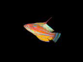 Paracheilinus flavianalis 4-5 cm