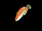 Paracheilinus mccoskeri 4-6cm