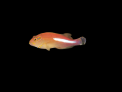 Paracirrhites arcatus M