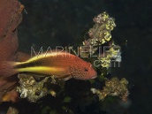 Paracirrhites forsteri 4-6 cm