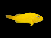 RARE Paracirrhites xanthus 10-12cm