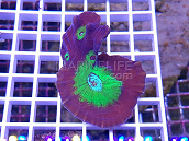 Pectinia spp bicolor 01 FRAG