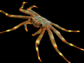 Percnon gibbesi 3-4 cm