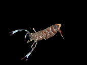 Periclimenes holthuisi M