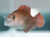 Pholidochromis sp. M
