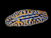 Phyllidia spp. <5 cm