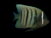 Pomacanthus sexstriatus Adult 8-12 cm