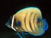 Pomacanthus sexstriatus Juvenile 5-8 cm