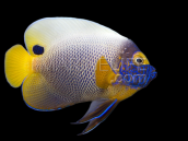 Pomacanthus xanthometopon Adult S