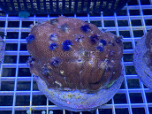 Porites spp avec Spirobranchus color&eacute;s 01