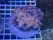 Porites spp avec Spirobranchus color&eacute;s 02